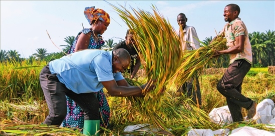 2018 年，中國農(nóng)業(yè)專家組在布隆迪布班扎省吉漢加縣設(shè)立首個水稻減貧示范村。圖為當(dāng)?shù)剞r(nóng)戶在稻田里給雜交水稻脫粒（2023 年 6 月 20 日攝） 韓旭攝 / 本刊