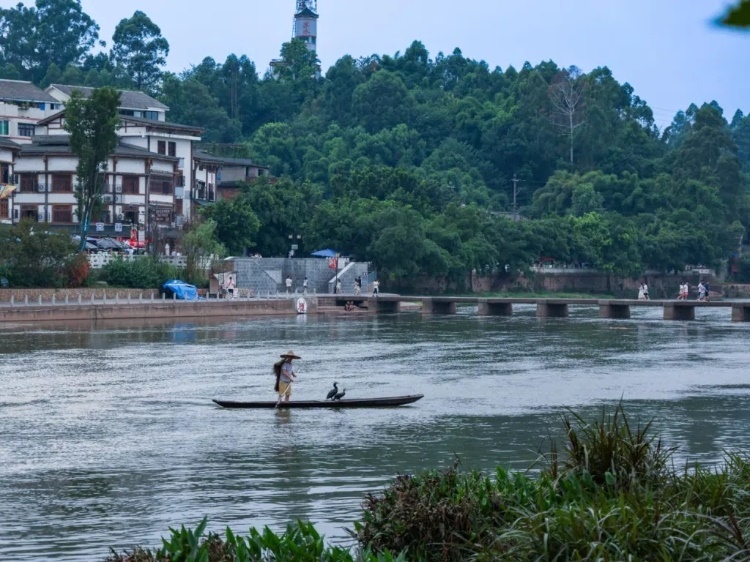 蘇稽古鎮(zhèn)的漁民在進(jìn)行魚鷹捕魚表演。本報(bào)記者 伊霄攝