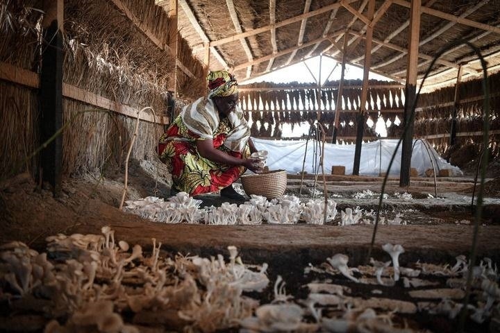 2024年2月6日，在中非共和國(guó)達(dá)馬拉，法蒂瑪在菇棚內(nèi)收獲菌草菇。2022年，法蒂瑪在聽說中國(guó)菌草專家在班吉傳授技術(shù)后主動(dòng)前往學(xué)習(xí)，從一間小菌棚起步，逐漸擴(kuò)大為如今小有名氣的合作社。新華社記者 韓旭 攝
