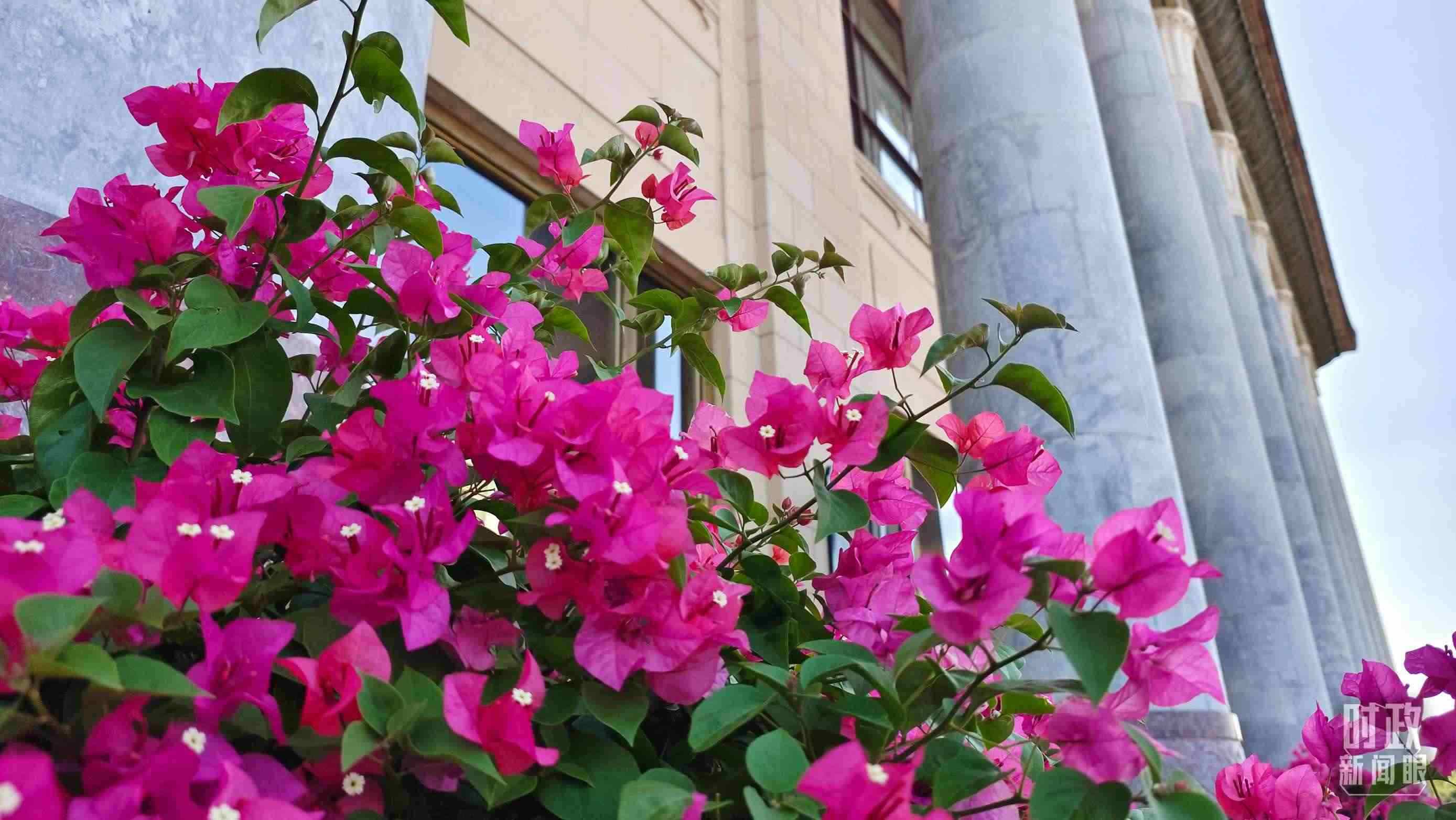 △人民大會堂外花團錦簇。（總臺央視記者韓銳拍攝）