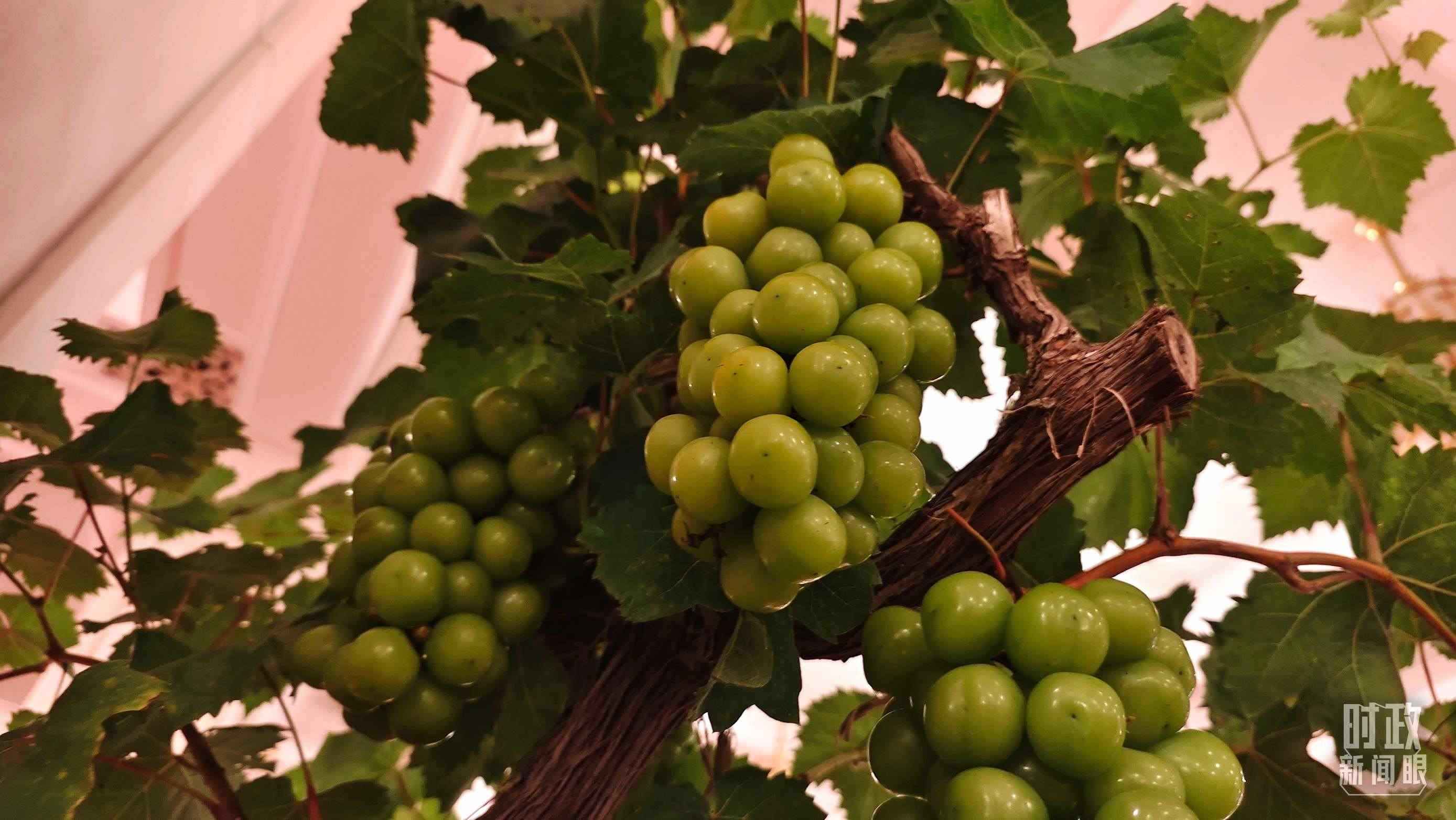  △人民大會堂的盆景，碩果累累。（總臺央視記者韓銳拍攝）