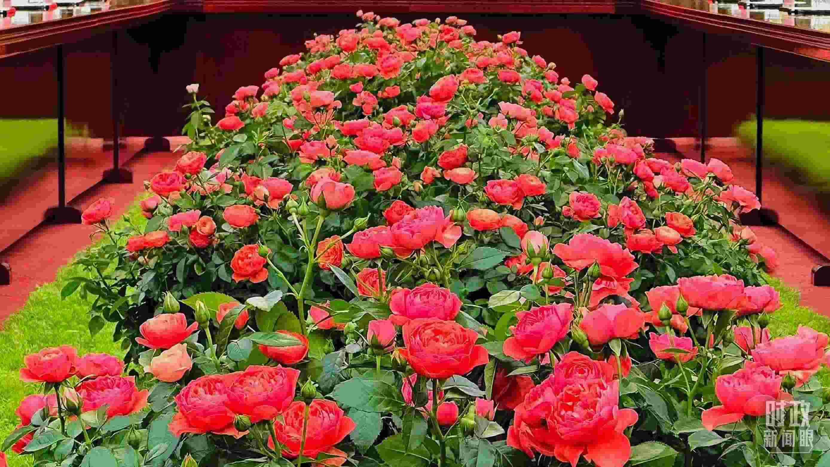 東大廳會(huì)談桌中間擺放的紅果汁月季，象征著蓬勃與堅(jiān)韌。（總臺(tái)央視記者范一鳴拍攝）