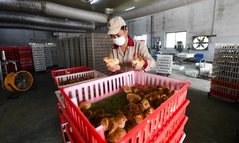 在文昌市的海南（潭牛）文昌雞股份有限公司孵化廠，工人在挑選文昌雞苗。新華社記者楊冠宇 攝
