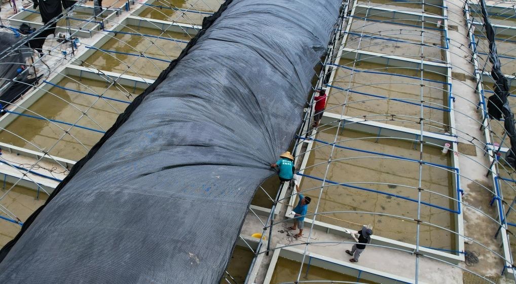 在文昌市翁田鎮(zhèn)的海興農翁田蝦苗場，工人重新鋪設頂棚。無人機照片，新華社記者楊冠宇 攝