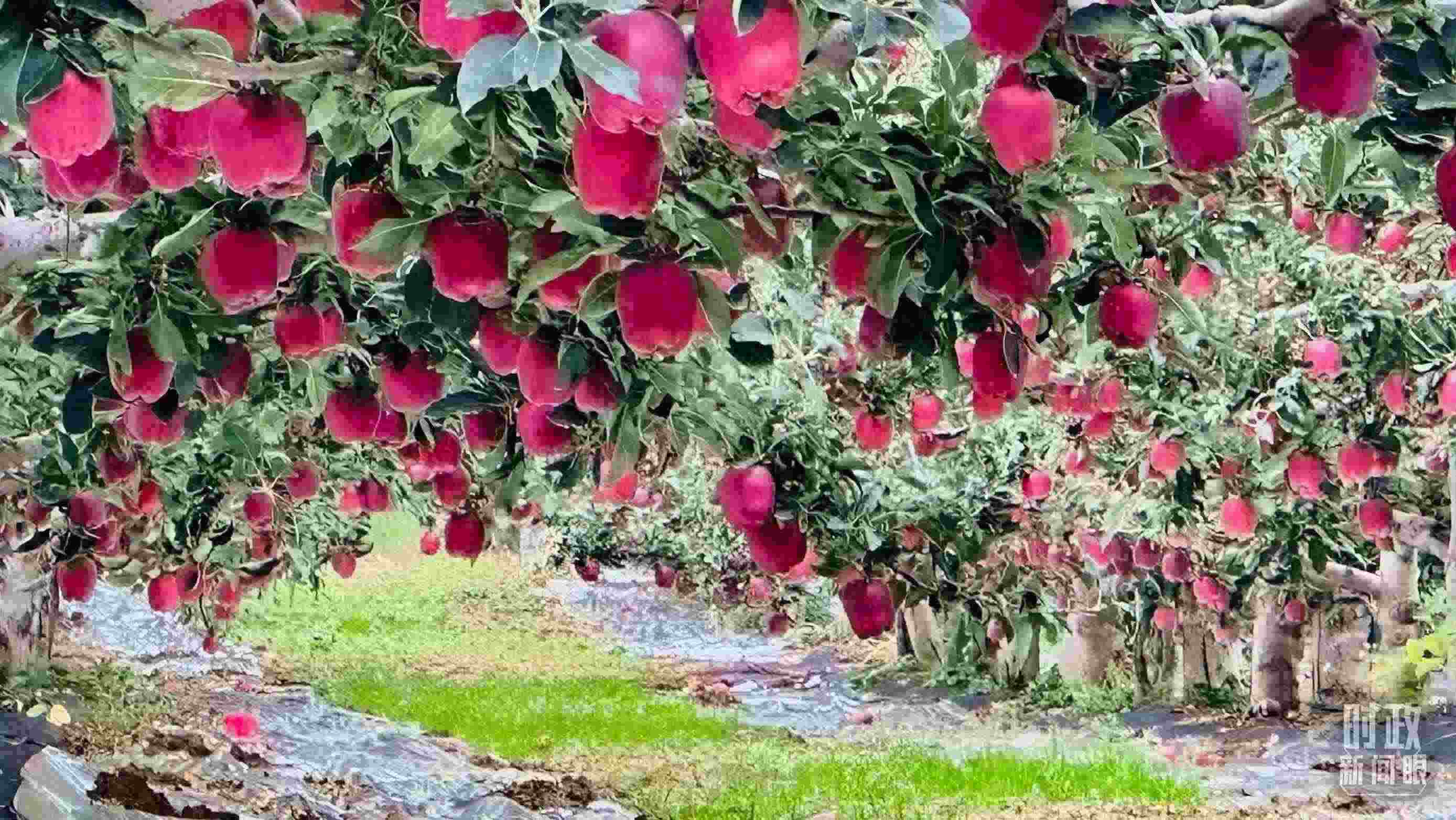 △ 麥積區(qū)南山花牛蘋果基地。（總臺(tái)央視記者范一鳴拍攝）
