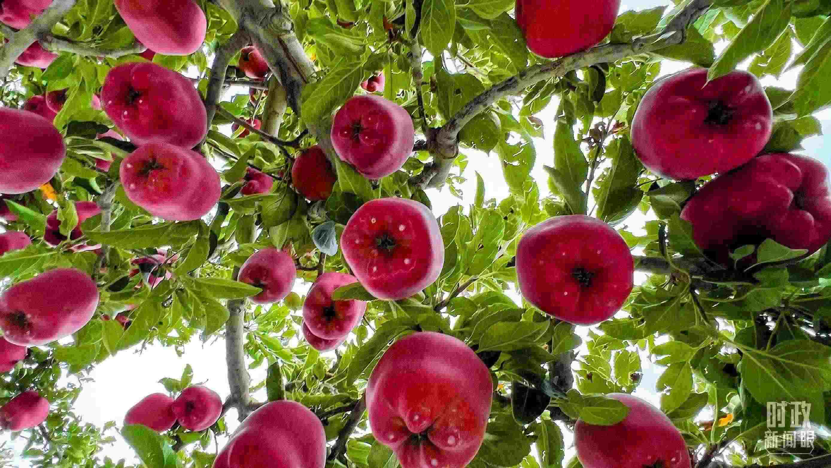 △ 麥積區(qū)南山花牛蘋果基地。（總臺(tái)央視記者程鋮拍攝）