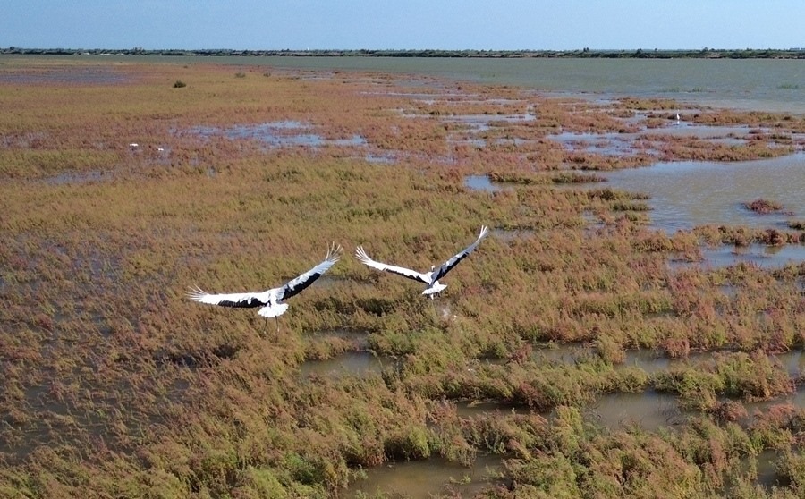 2024年8月28日，丹頂鶴在黃河三角洲國家級自然保護區(qū)展翅翱翔（無人機照片）。新華社記者 徐速繪 攝