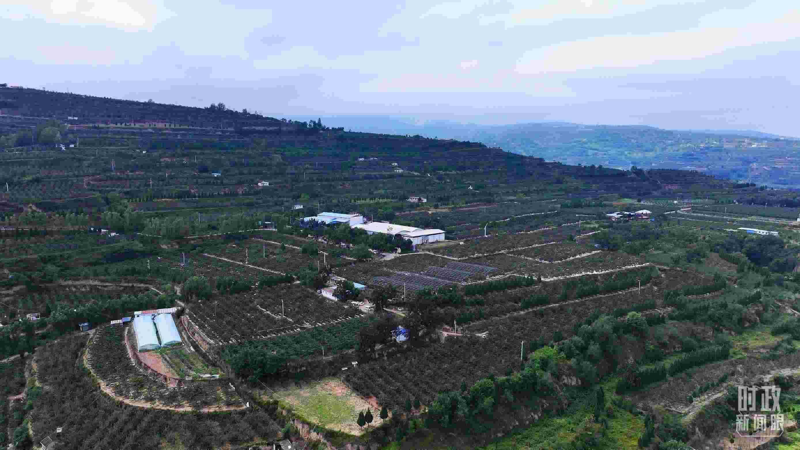 △ 麥積區(qū)南山花牛蘋果基地。（總臺(tái)央視記者范凱拍攝）