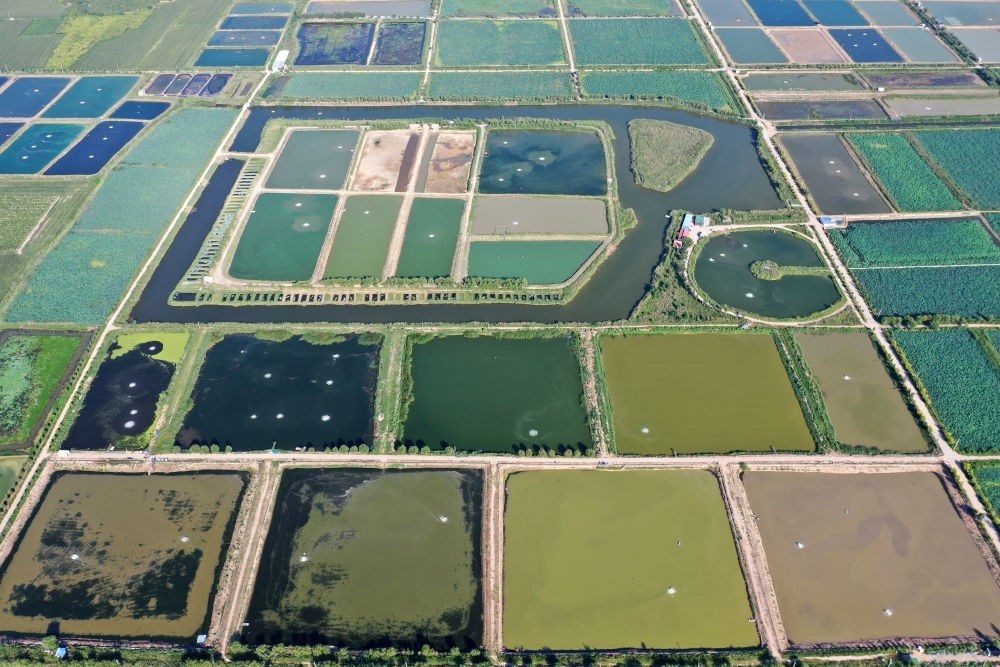 2024年8月13日在山西省臨猗縣薛公村拍攝的蟹塘（無人機照片）。薛公村位于黃河岸邊，有5000多畝黃河灘涂和近5000畝荒溝。當(dāng)?shù)赝ㄟ^將荒溝和灘涂進行整合，發(fā)展特色水產(chǎn)養(yǎng)殖，讓守著黃河水、住在黃河灘的薛公村村民有了新的致富路。