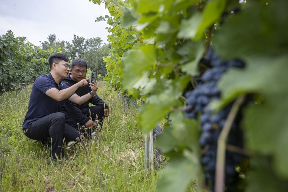 2024年8月15日，技術(shù)人員（左）和工作人員在寧夏銀川市西夏區(qū)的一個葡萄園工作。為推動黃河流域生態(tài)保護和高質(zhì)量發(fā)展先行區(qū)建設(shè)，銀川市積極打造高標(biāo)準(zhǔn)葡萄園，借助各種傳感器監(jiān)測釀酒葡萄的生長狀態(tài)，實現(xiàn)精準(zhǔn)灌溉，從而高效節(jié)約黃河水。