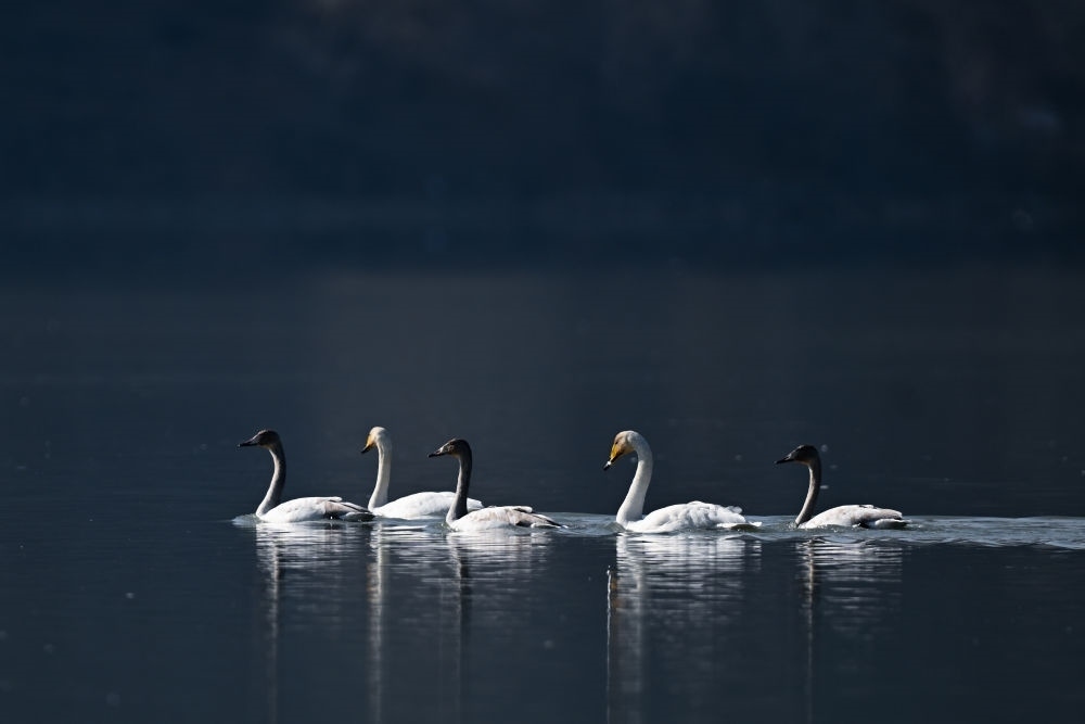 2023年11月30日，天鵝在青海省海東市化隆回族自治縣群科鎮(zhèn)境內(nèi)的黃河上游弋。近年來，青海省加大力度保護治理境內(nèi)黃河流域，改善當(dāng)?shù)厣鷳B(tài)環(huán)境，為越冬候鳥提供良好棲息地。