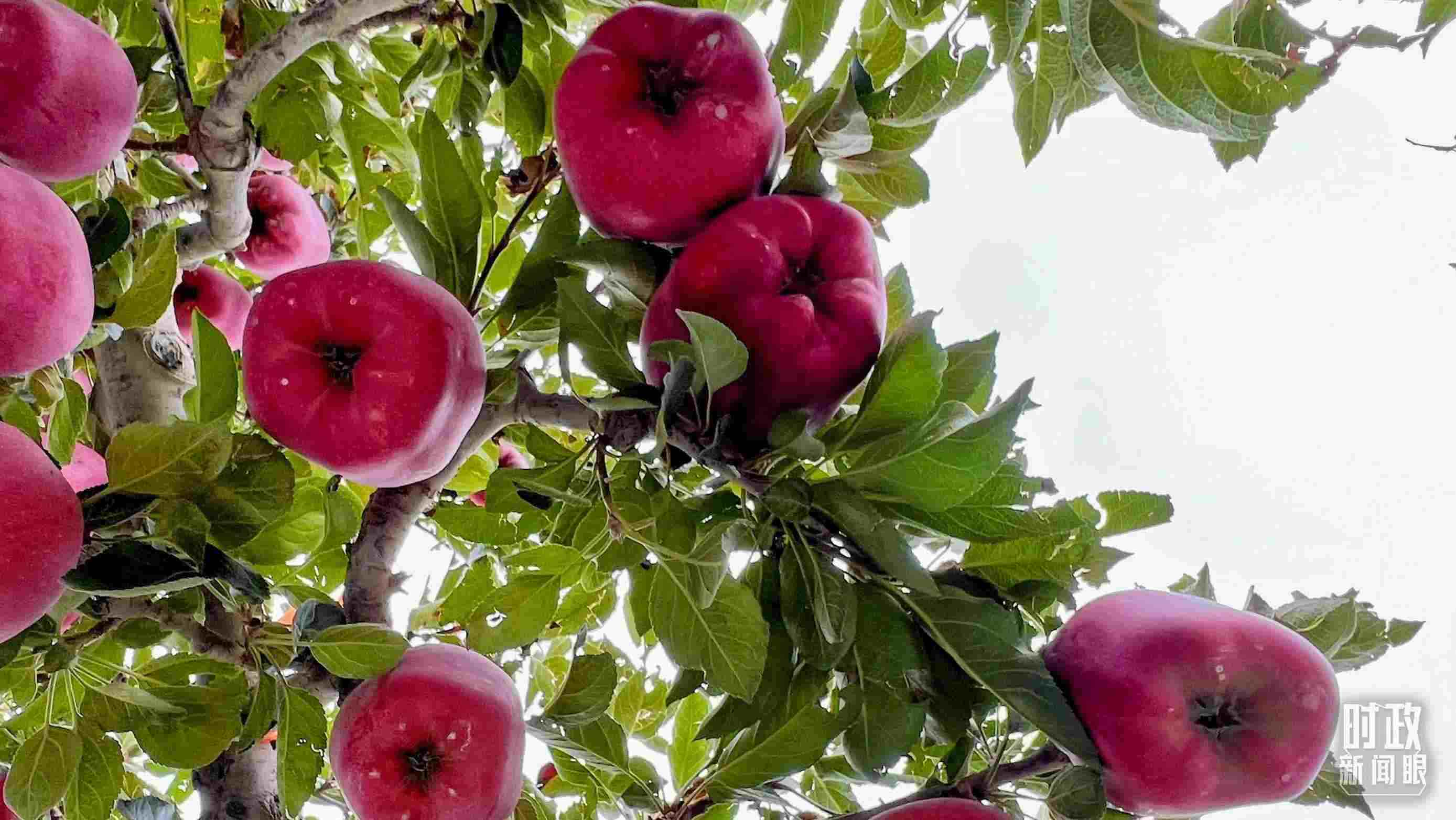 △南山花牛蘋(píng)果基地是元帥系蘋(píng)果生產(chǎn)基地。（總臺(tái)央視記者程鋮拍攝）