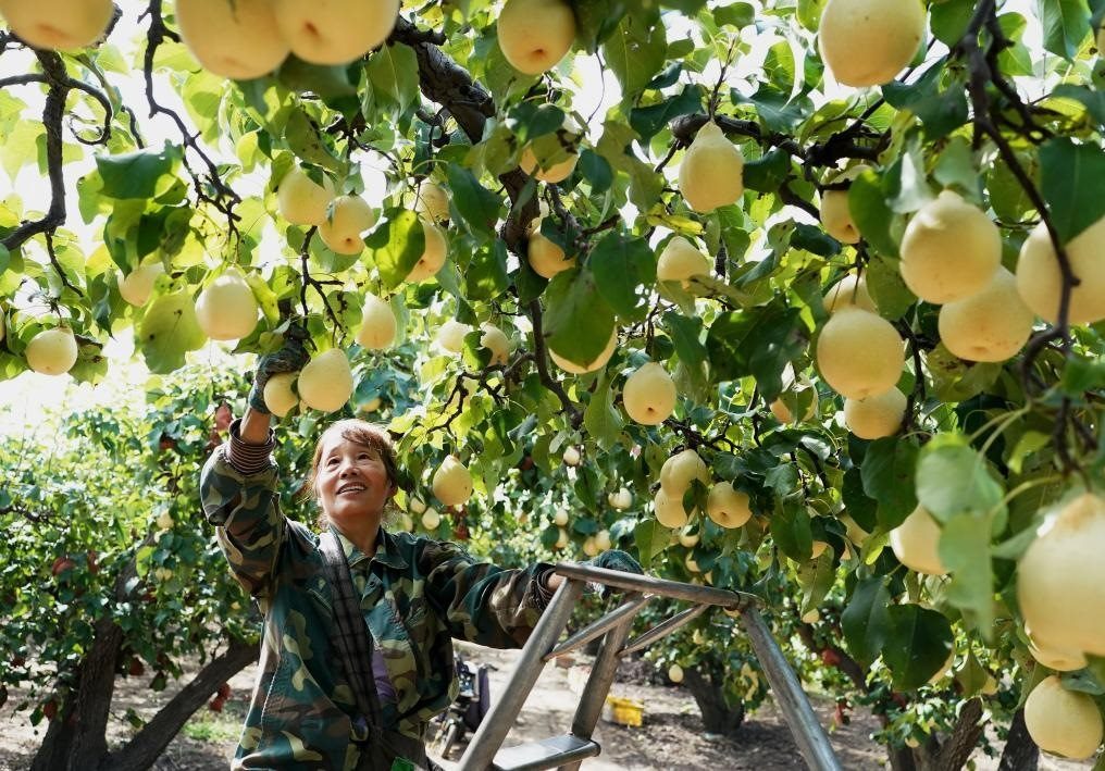 9月13日，河北省晉州市的農(nóng)民在果園采摘鴨梨。新華社記者楊世堯 攝