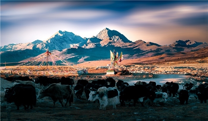 雅拉雪山上的牦牛群。蕭旺擺攝