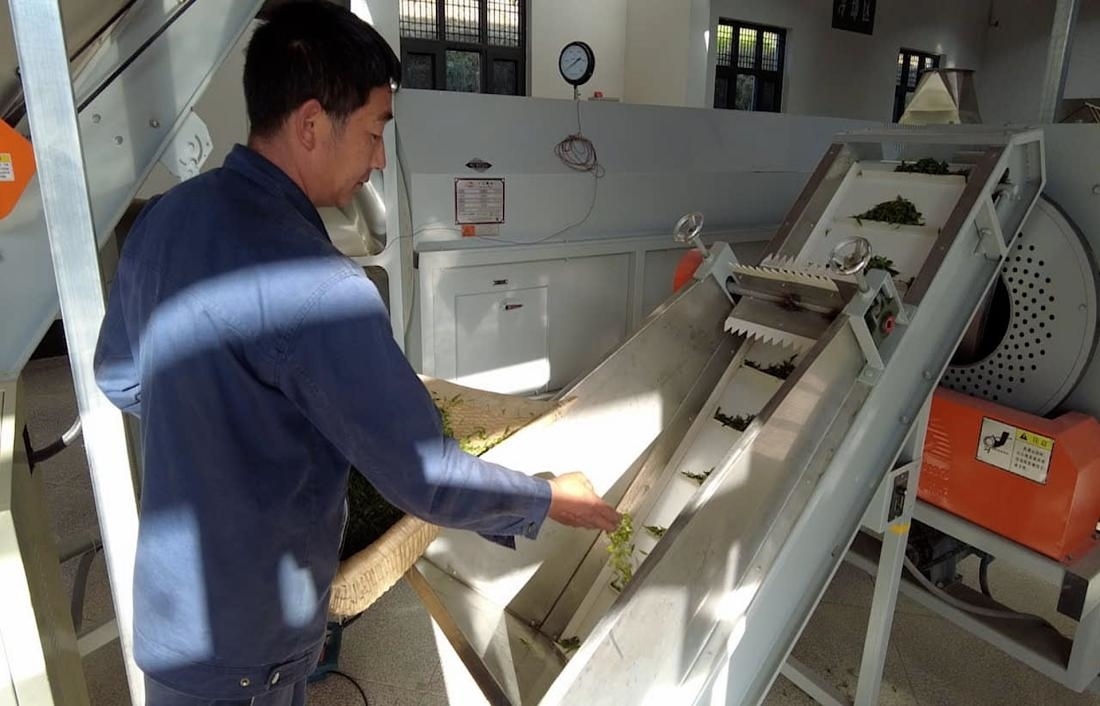  茶廠工人正在查看茶青質(zhì)量。 受訪者供圖