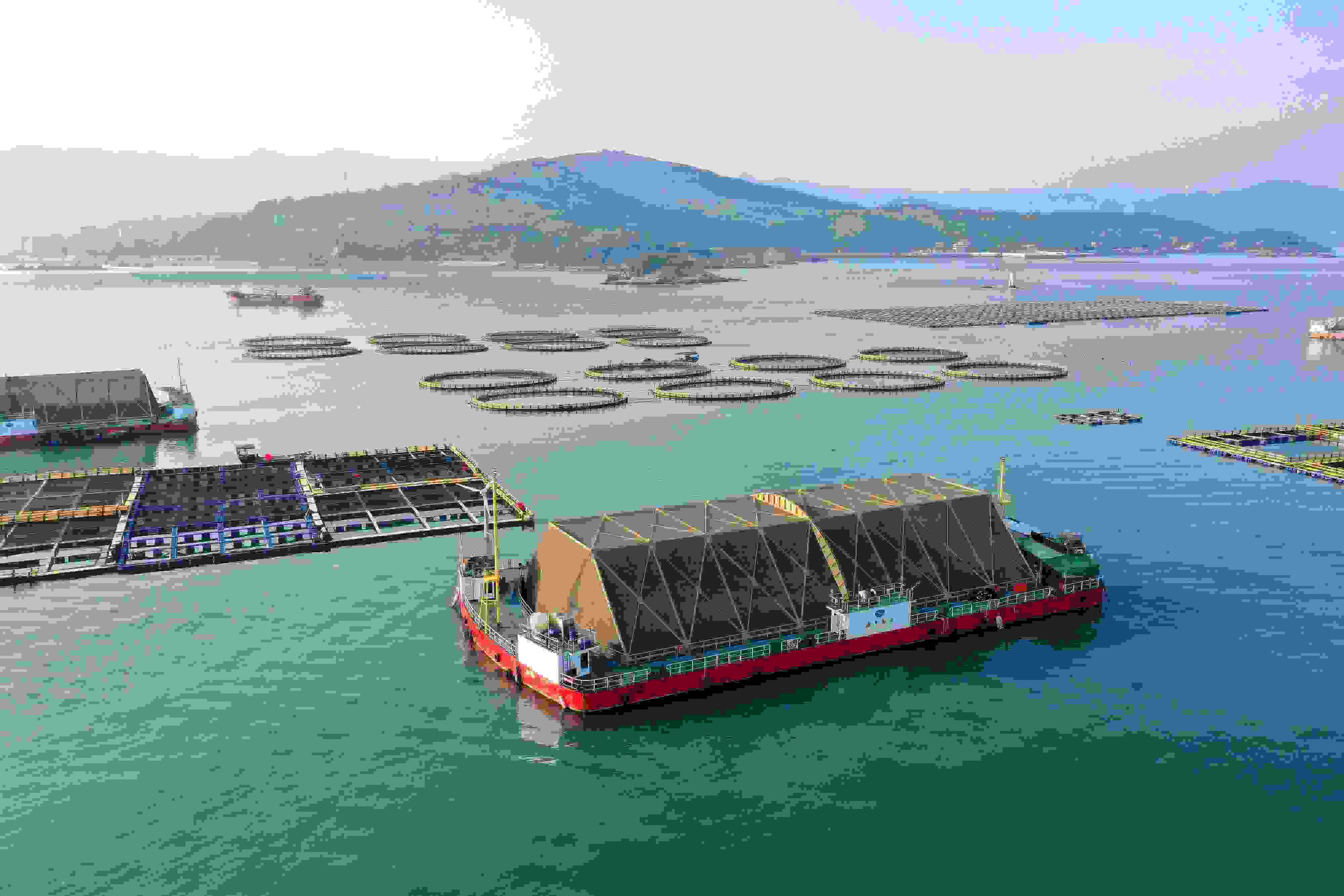 2024年9月10日拍攝的福建省福州市連江縣定海灣海域的現(xiàn)代化“海上糧倉(cāng)”。