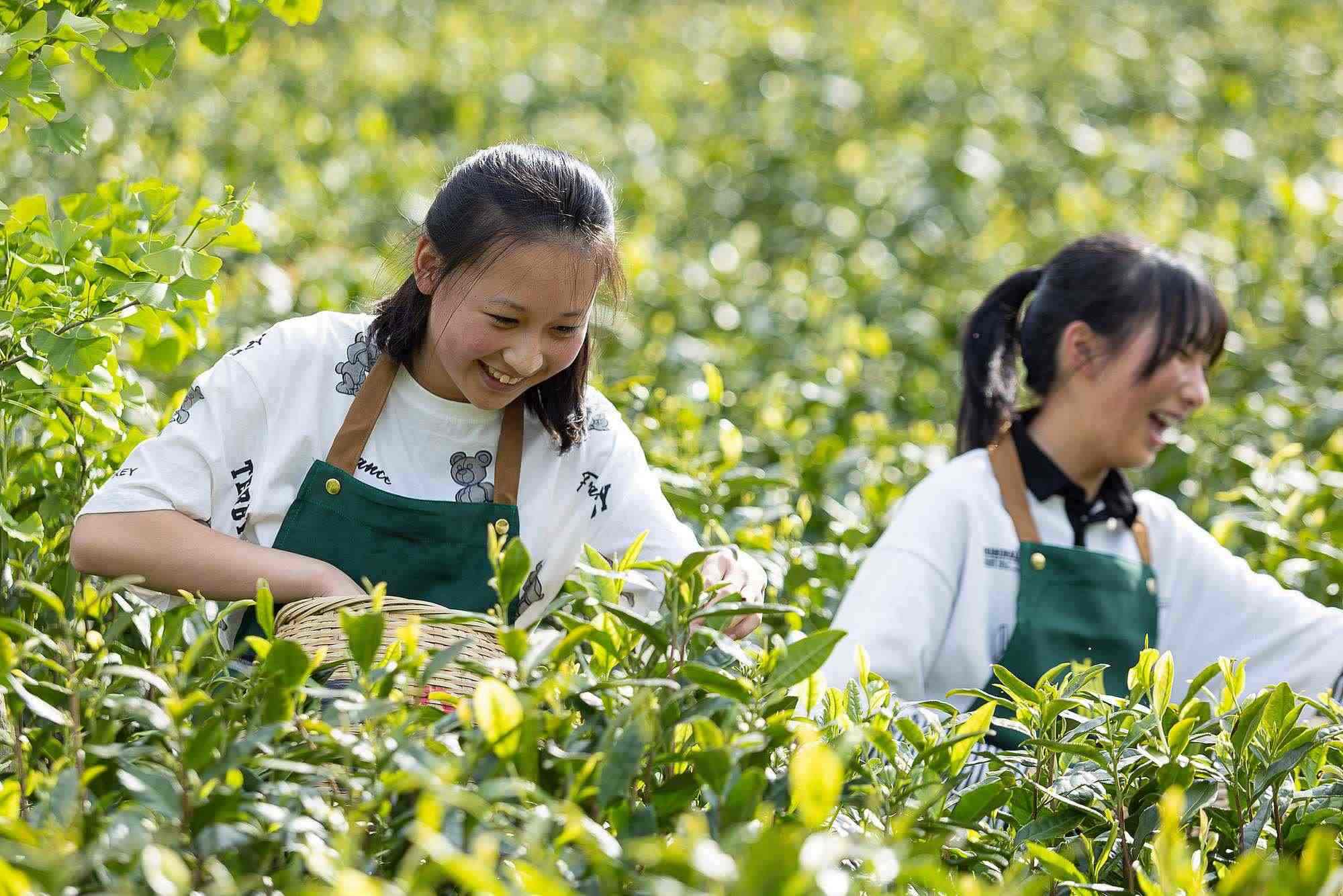 浙江安吉，游客在茶園里體驗采茶