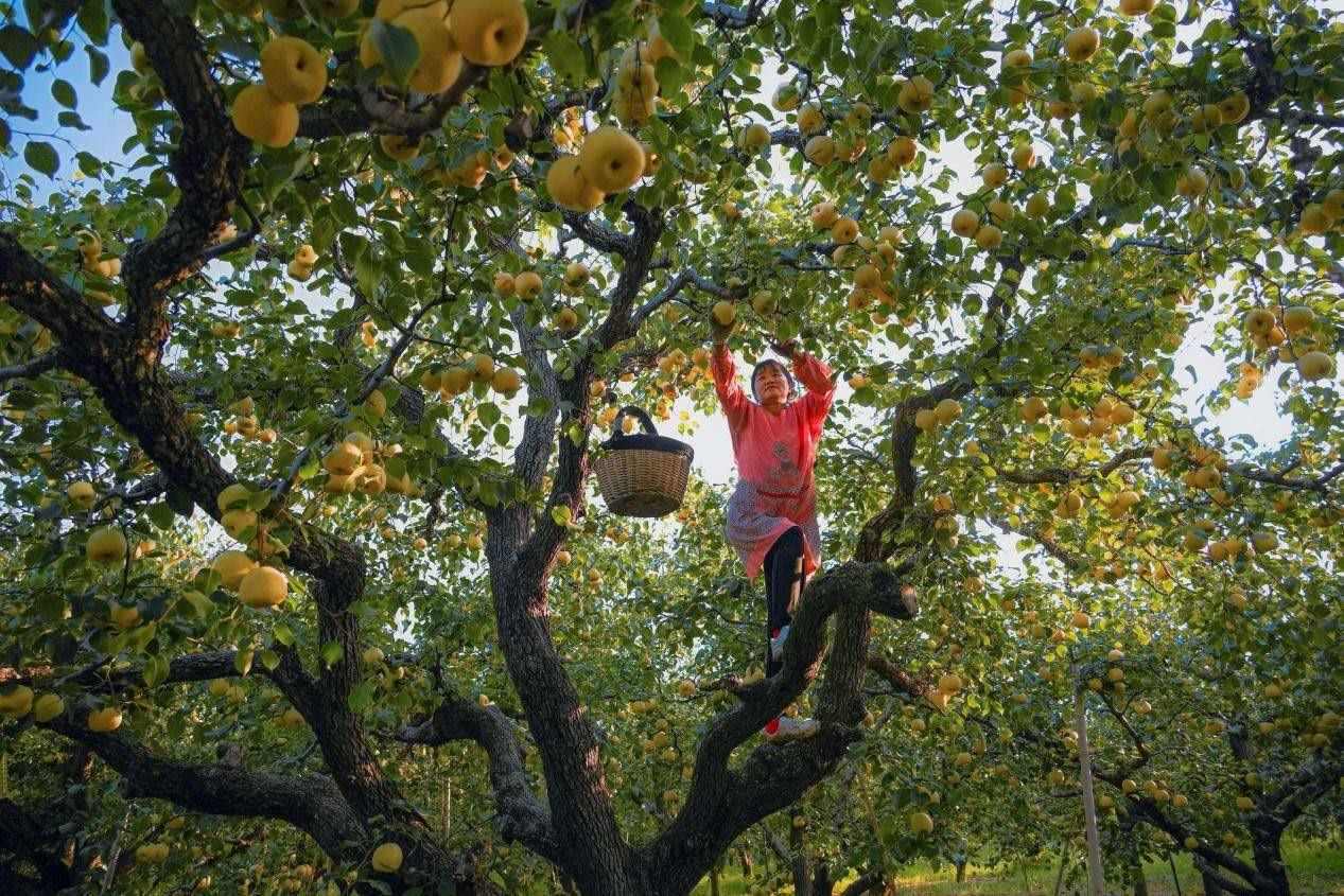 2024年10月4日，安徽省宿州市碭山縣程莊鎮(zhèn)衡樓村百年老梨園里，梨農(nóng)在忙著采摘酥梨。來源:人民圖片