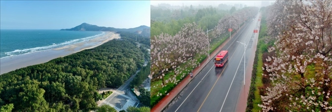 拼版照片：左圖為位于東山縣金鑾灣沿岸的木麻黃防護(hù)林帶（無(wú)人機(jī)照片，新華社記者 姜克紅 攝）；右圖為2021年4月20日在蘭考縣焦裕祿干部學(xué)院附近拍攝的泡桐花（無(wú)人機(jī)照片，新華社記者 郝源 攝）。
