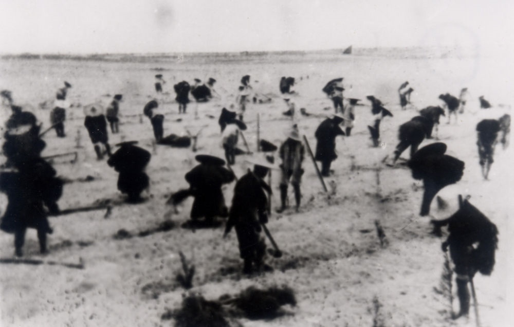 上世紀(jì)東山百姓在沙灘造林（資料照片）。