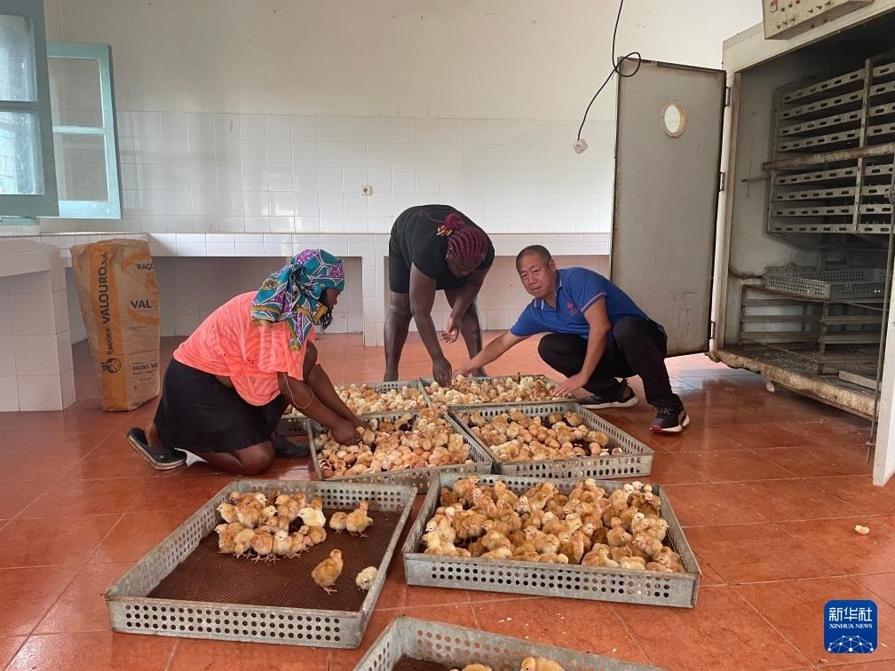 中國援圣普農(nóng)牧業(yè)技術(shù)項目組專家在圣多美和普林西比家禽繁育中心指導(dǎo)雛雞人工孵化技術(shù)（2024年10月8日攝）。新華社發(fā)（中國援圣普農(nóng)技組供圖）