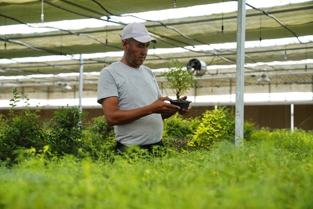7月28日，在烏茲別克斯坦錫爾河州的上合組織農(nóng)業(yè)基地中烏現(xiàn)代農(nóng)業(yè)科技示范園，工作人員檢查盆栽植物。新華社發(fā)（扎法爾攝）