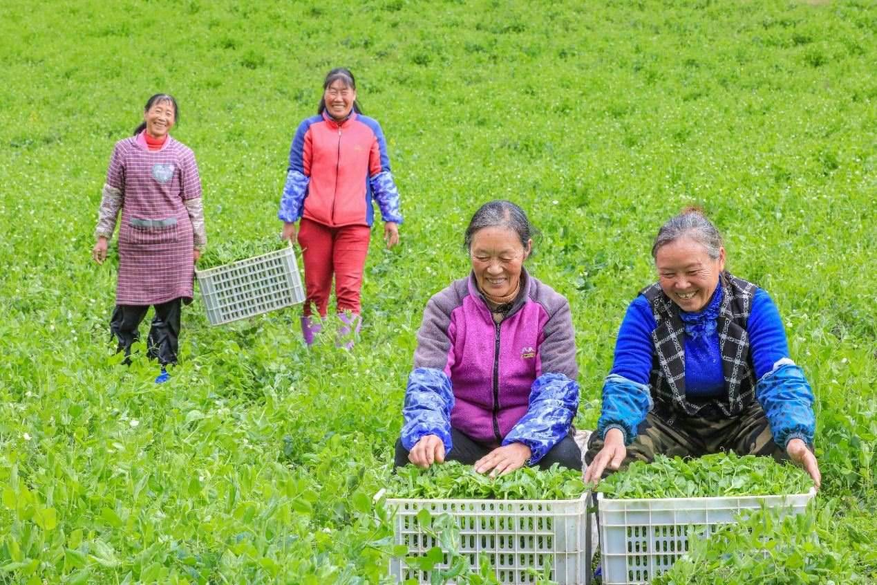 在四川省阿壩藏族羌族自治州馬爾康市馬爾康鎮(zhèn)納足村，當(dāng)季蔬菜喜獲豐收，群眾正在忙著采收、裝箱供應(yīng)市場(chǎng)。來(lái)源：人民圖片