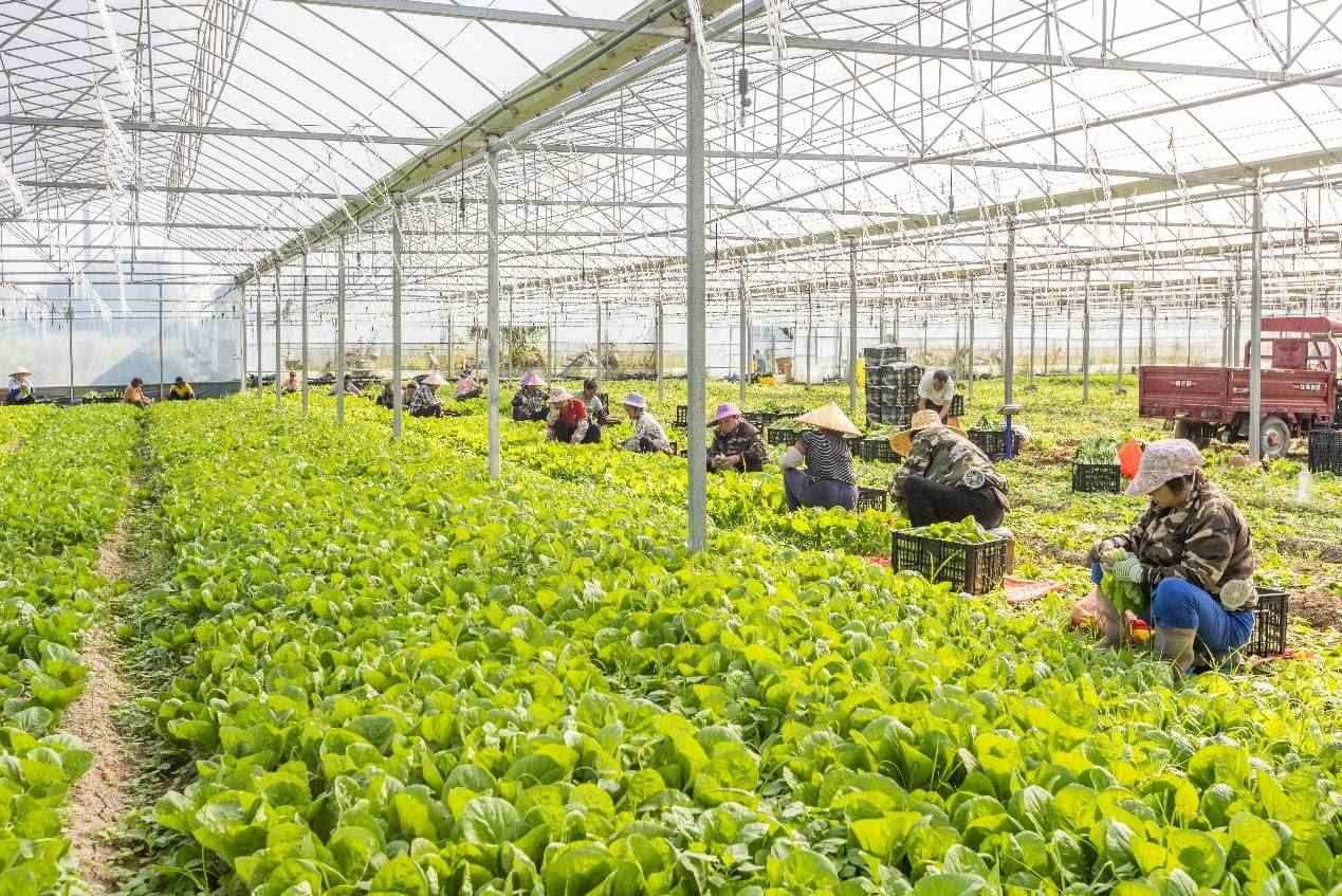 2024年10月8日，在廣西梧州市蒙山縣文圩鎮(zhèn)大明村一個(gè)大棚蔬菜基地內(nèi)，民工在采摘、包裝包心菜，準(zhǔn)備運(yùn)銷外地。來(lái)源：人民圖片