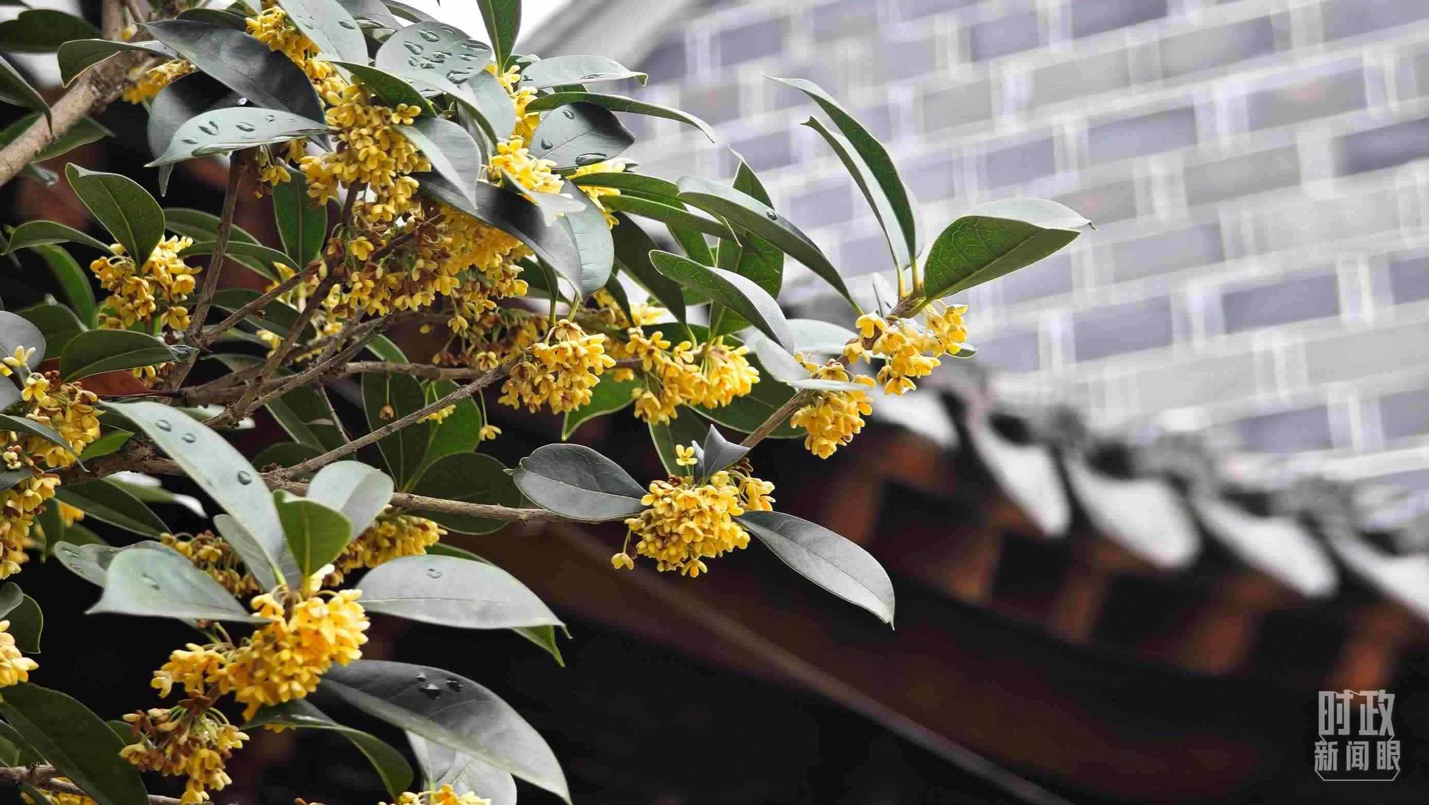 △六尺巷。（總臺央視記者趙化、彭漢明拍攝）