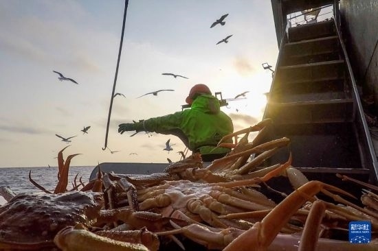 這是俄羅斯蟹業(yè)集團工作人員進行遠洋捕撈的資料照片。新華社發(fā)（俄羅斯蟹業(yè)集團供圖）