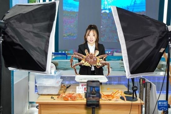 9月20日，在吉林省琿春市的帝王蟹保稅店內(nèi)，工作人員進行網(wǎng)絡(luò)直播售賣帝王蟹。新華社記者 許暢 攝