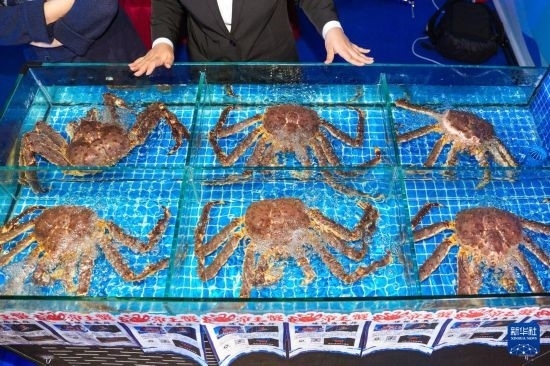 這是9月19日拍攝的吉林省琿春市一商家所售賣的帝王蟹。新華社記者 許暢 攝