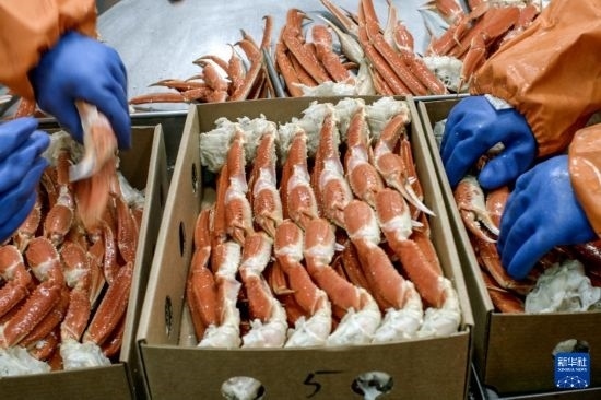 俄羅斯蟹業(yè)集團的工作人員在生產(chǎn)線上加工產(chǎn)品（資料照片）。新華社發(fā)（俄羅斯蟹業(yè)集團供圖）
