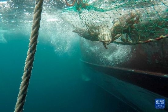 這是俄羅斯蟹業(yè)集團的捕撈船進行遠洋捕撈的資料照片。新華社發(fā)（俄羅斯蟹業(yè)集團供圖）