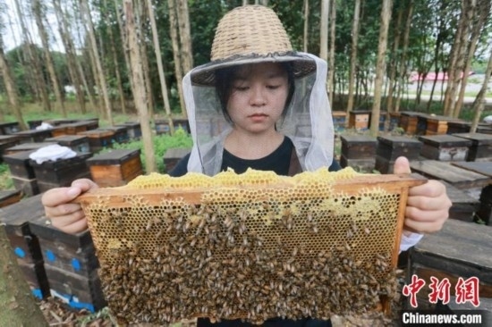 吳素英查看蜂蜜產(chǎn)蜜情況。湯曉逵 攝