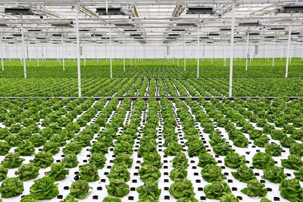 10月26日，楊凌智慧農業(yè)示范園智慧溫室內通過無土栽培技術種植的蔬菜。新華社記者 鄒競一 攝