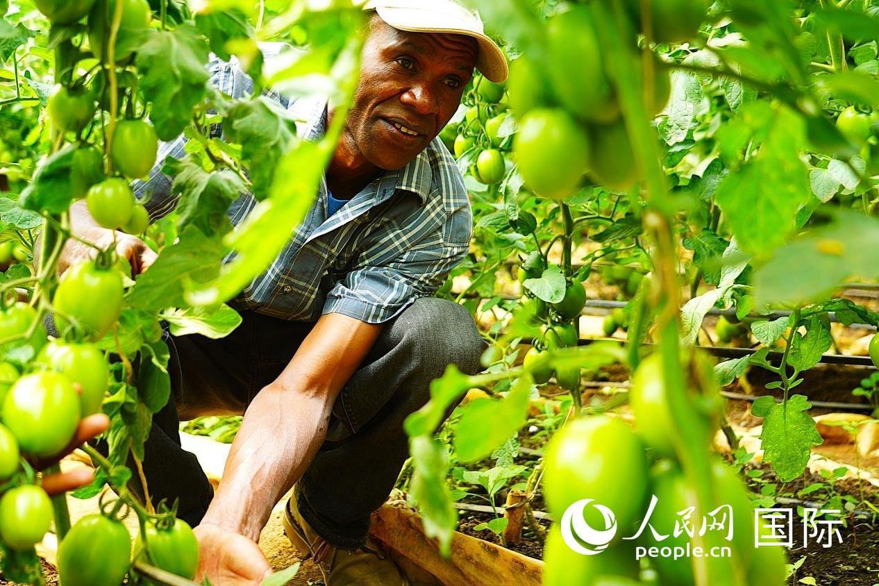 肯尼亞納庫魯郡，當?shù)剞r民喬納·卡蘭賈家的溫室大棚里，番茄長勢喜人。人民網(wǎng)記者 黃煒鑫攝