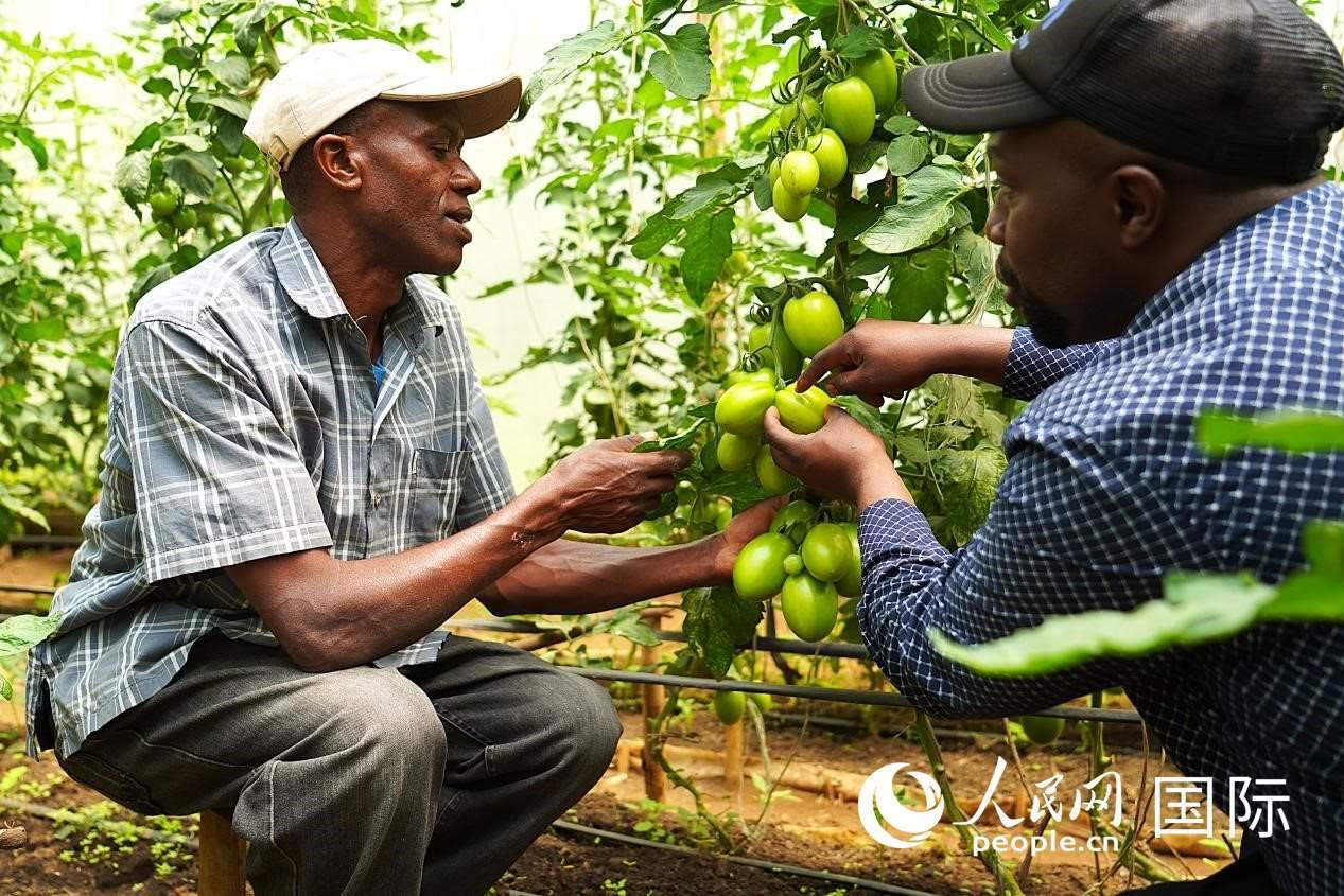肯尼亞納庫魯郡，埃格頓大學園藝學專家史蒂芬·吉藤古在溫室大棚里指導當?shù)剞r民喬納·卡蘭賈種植番茄。人民網(wǎng)記者 黃煒鑫攝