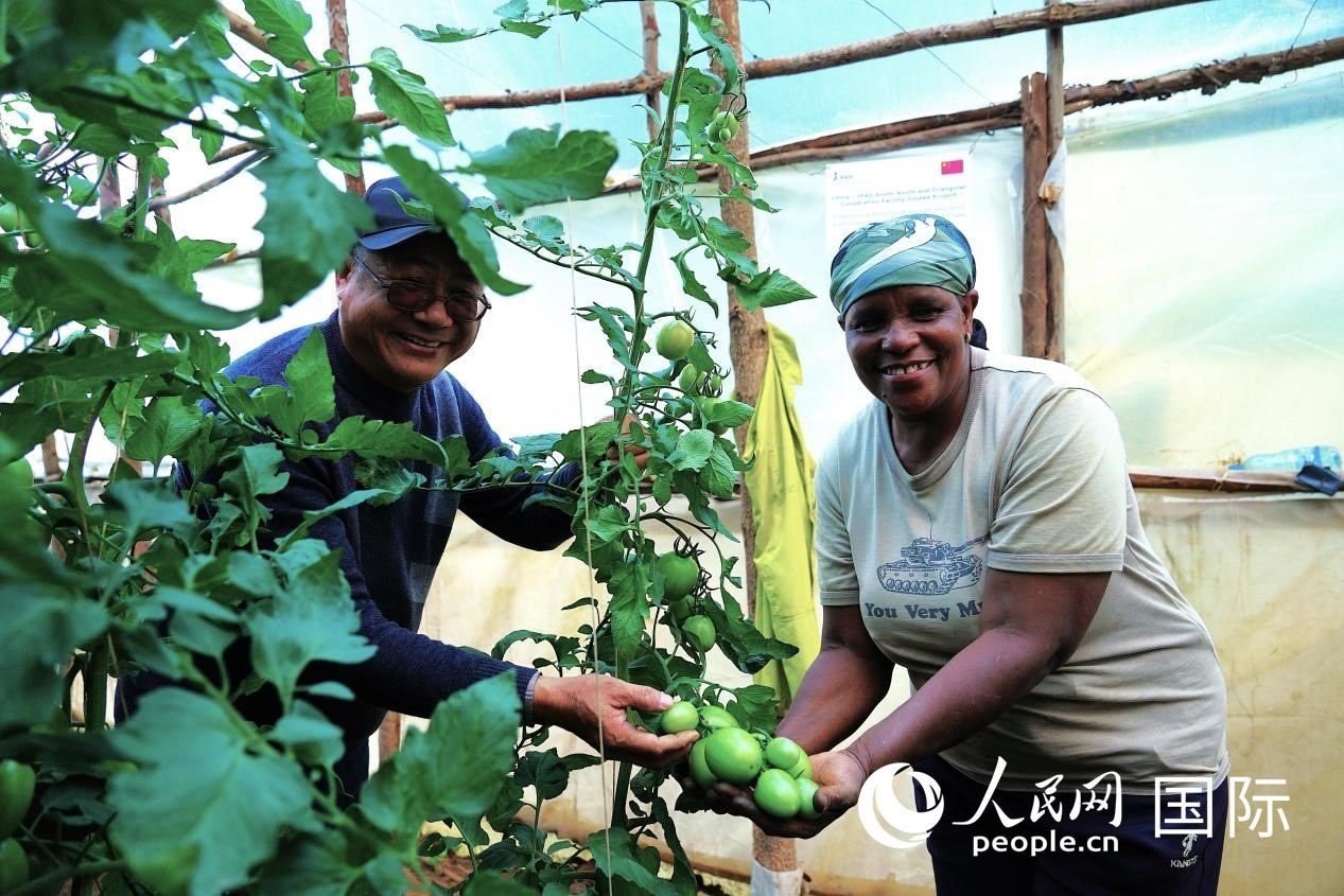 肯尼亞納庫魯郡，南京農業(yè)大學援非專家劉高瓊和當?shù)剞r民瑪麗·姆旺吉在溫室大棚里查看番茄種植情況。人民網(wǎng)記者 黃煒鑫攝