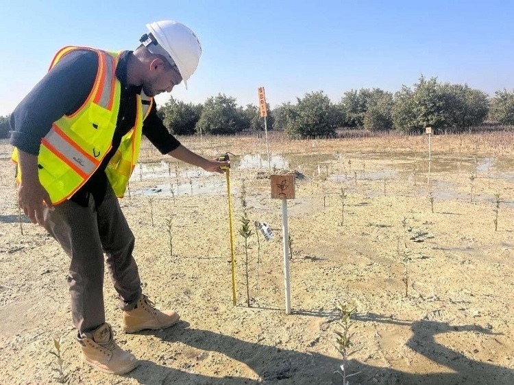 工作人員在監(jiān)測(cè)紅樹苗生長(zhǎng)情況。中國(guó)土木供圖