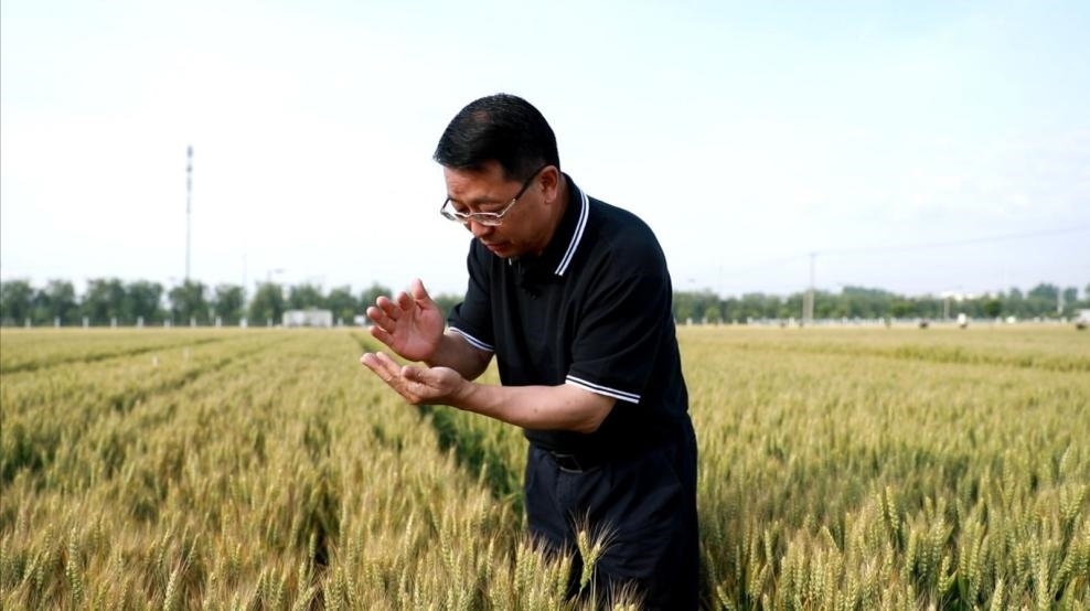 張福鎖在曲周查看小麥長(zhǎng)勢(shì)。受訪者供圖