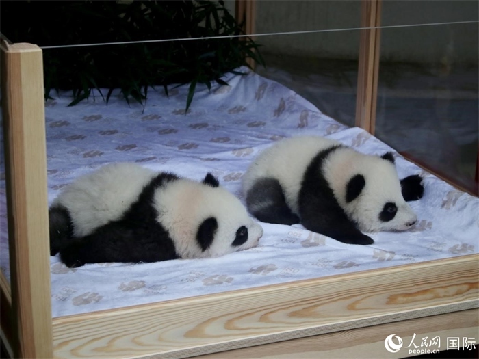 柏林動物園的明星“夢好”與“夢甜”。人民網(wǎng) 肖晶攝