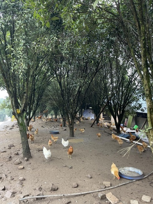 桂花林里的桂飛雞。劉軍國(guó)攝