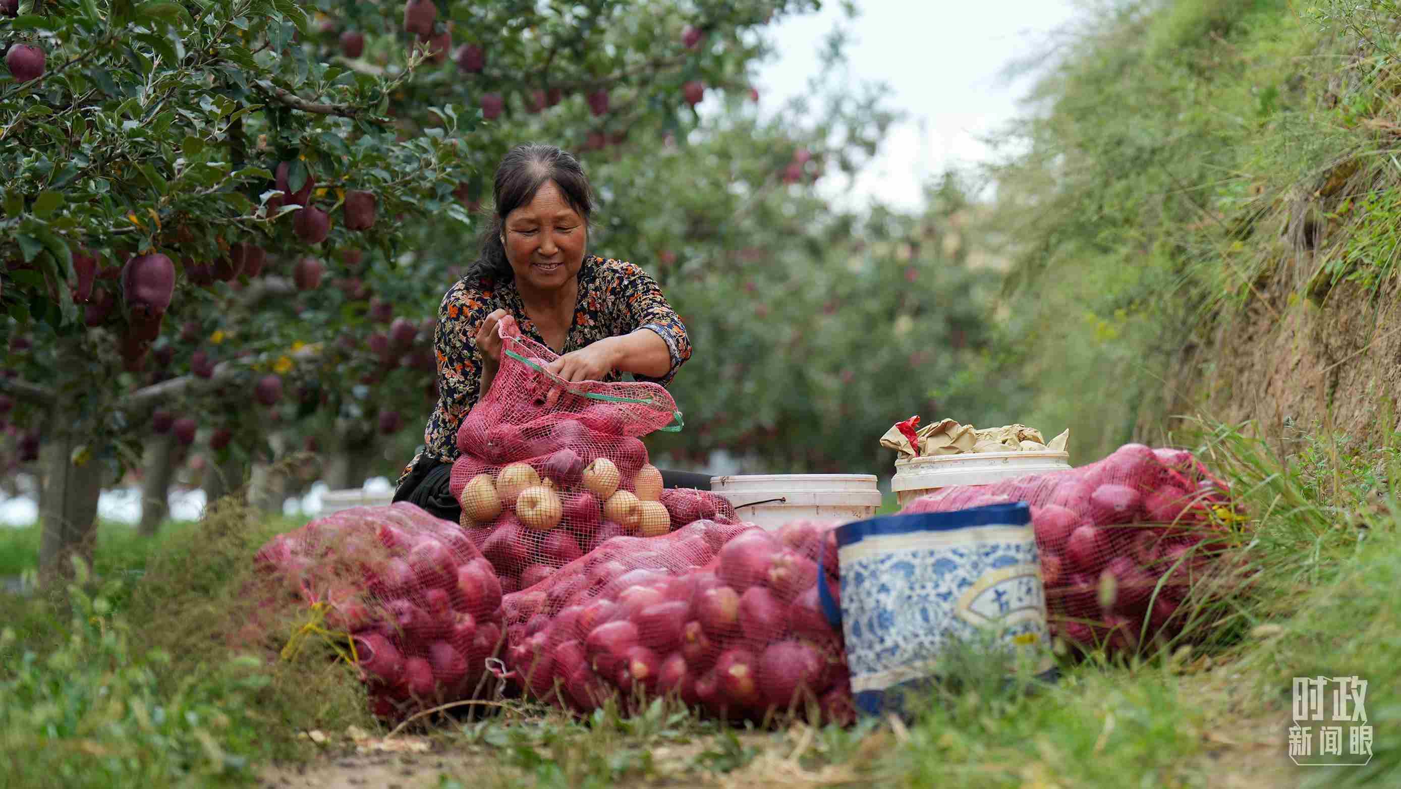 △甘肅天水的花牛蘋果已經(jīng)成為當(dāng)?shù)厝罕姷摹吧鷳B(tài)果”“致富果”。（總臺(tái)記者李晉拍攝）