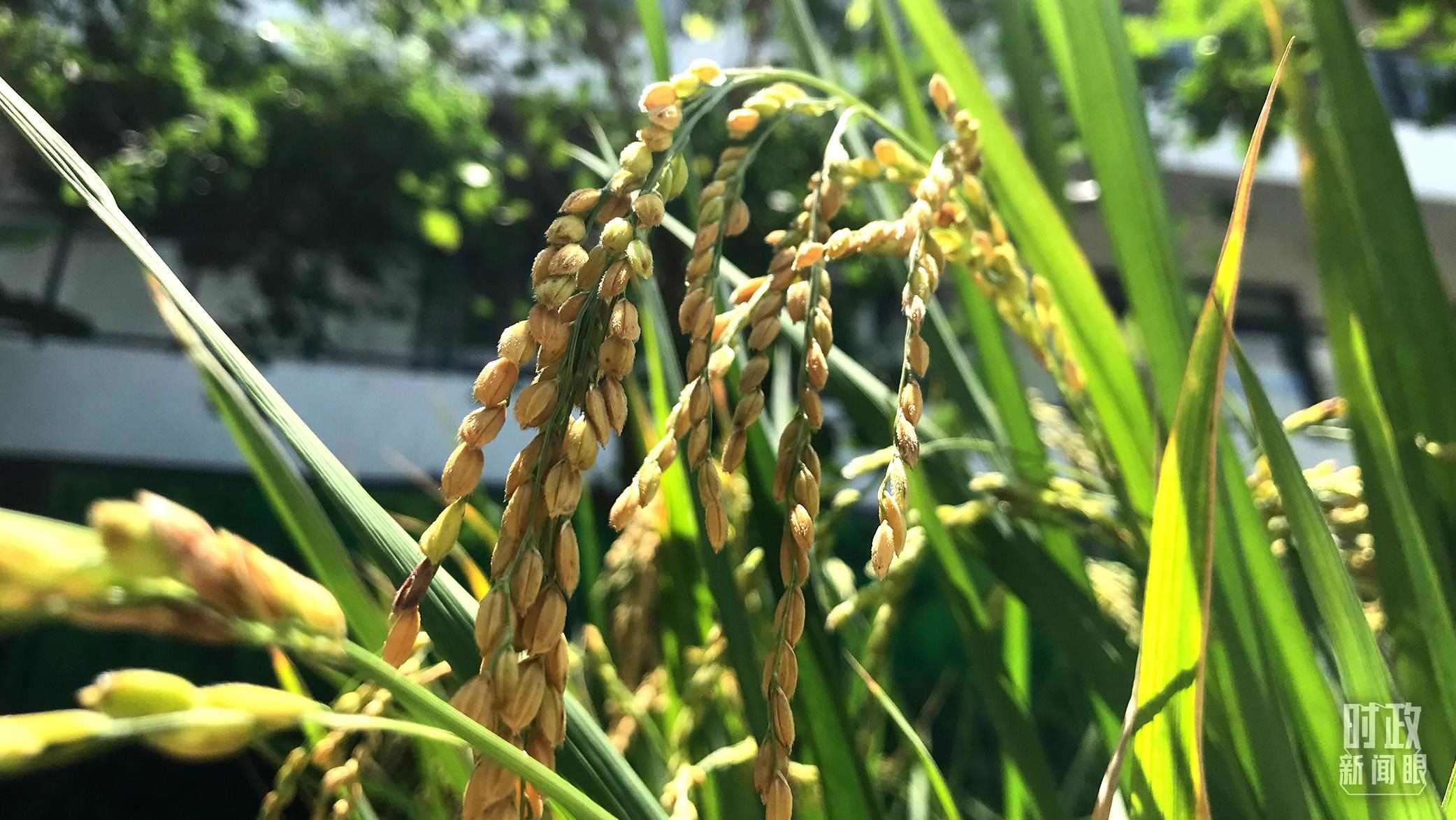 在海南培育的水稻品種。（總臺(tái)央視記者石偉明拍攝）