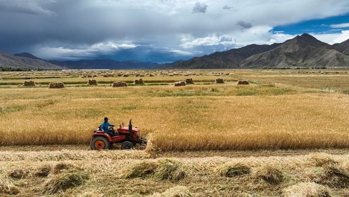 2024年9月10日在西藏日喀則市白朗縣巴扎鄉(xiāng)拍攝的秋收場景（無人機(jī)照片）。新華社記者 晉美多吉 攝