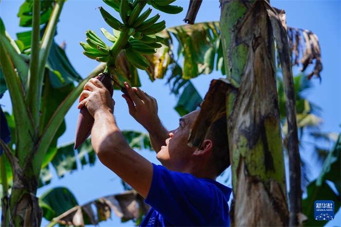 12月23日，中國(guó)熱帶農(nóng)業(yè)科學(xué)院專家趙增賢在斯里蘭卡馬坎杜拉為當(dāng)?shù)剞r(nóng)戶做技術(shù)示范。新華社記者 陳冬書 攝