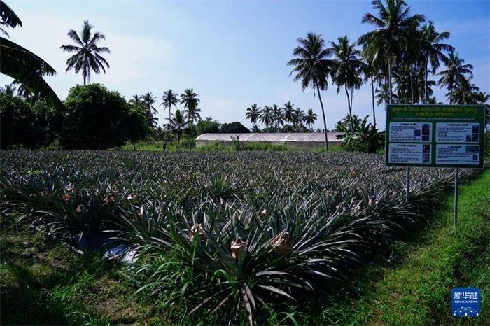 這是12月23日在斯里蘭卡馬坎杜拉拍攝的中國(guó)技術(shù)試驗(yàn)田菠蘿田。新華社記者 陳冬書 攝