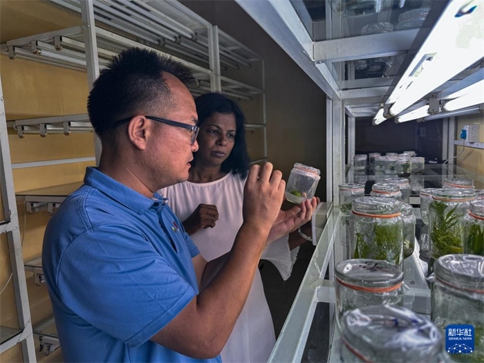 12月23日，在斯里蘭卡馬坎杜拉，中國(guó)專家與斯里蘭卡馬坎杜拉可持續(xù)農(nóng)業(yè)與發(fā)展研究中心主任達(dá)莎妮·賈亞曼納交流。新華社發(fā)（中國(guó)、聯(lián)合國(guó)糧農(nóng)組織與斯里蘭卡南南合作項(xiàng)目專家組供圖）