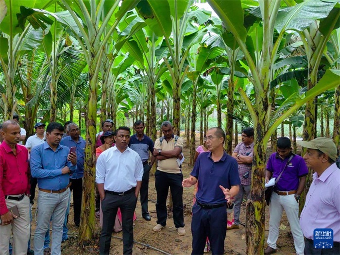 10月10日，在斯里蘭卡霍勒訥的一處香蕉示范基地，中國(guó)、聯(lián)合國(guó)糧農(nóng)組織與斯里蘭卡南南合作項(xiàng)目中國(guó)專家組組長(zhǎng)孫德權(quán)為當(dāng)?shù)剞r(nóng)民進(jìn)行技術(shù)培訓(xùn)。新華社發(fā)（中國(guó)、聯(lián)合國(guó)糧農(nóng)組織與斯里蘭卡南南合作項(xiàng)目專家組供圖）